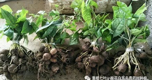 金果榄种植及市场价格，绿色田野到金色梦想的励志之旅探索与解析