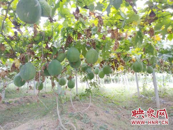 瓜蒌最新价格及自然美景探险之旅揭秘