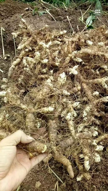 玉竹最新价格动态，变化的力量与自信成就感的诞生之路