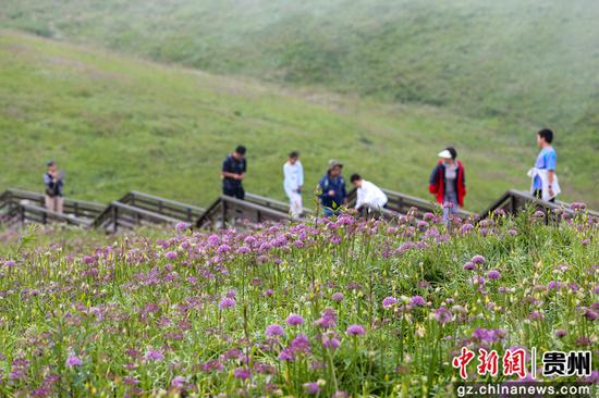 韭菜坪最新任务指南，完成某项任务或学习某种技能的详细步骤教程